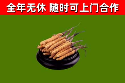 扬州回收冬虫夏草